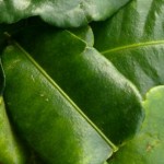 Fresh kaffir lime leaves